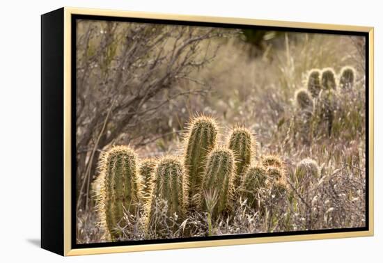 Red Rock Canyon National Conservation Area, Las Vegas, Nevada-Rob Sheppard-Framed Premier Image Canvas