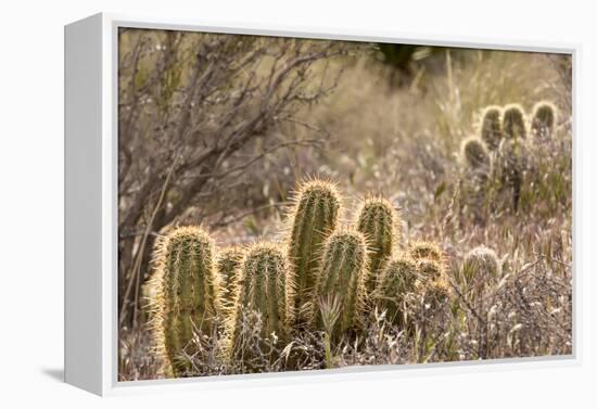 Red Rock Canyon National Conservation Area, Las Vegas, Nevada-Rob Sheppard-Framed Premier Image Canvas