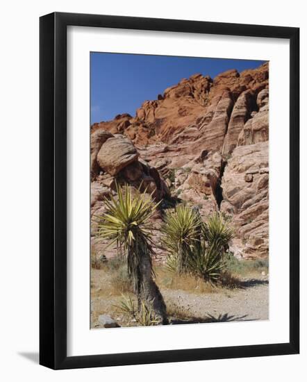 Red Rock Canyon, Spring Mountains, Mojave Desert, Near Las Vegas, Nevada, USA-Fraser Hall-Framed Photographic Print