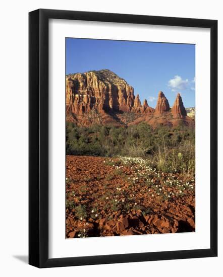 Red Rock Country with Spring Flowers, Sedona, Arizona, USA-Jamie & Judy Wild-Framed Photographic Print