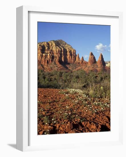 Red Rock Country with Spring Flowers, Sedona, Arizona, USA-Jamie & Judy Wild-Framed Photographic Print