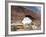 Red Rock "Window" at Arches National Park, Moab, Utah-Carol Highsmith-Framed Photo