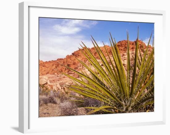 Red Rocks National Conservation Area, Mojave, Yucca, Nevada, USA-Brent Bergherm-Framed Photographic Print