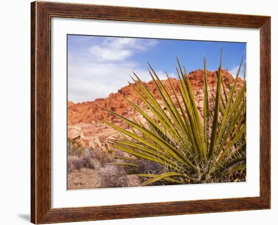 Red Rocks National Conservation Area, Mojave, Yucca, Nevada, USA-Brent Bergherm-Framed Photographic Print