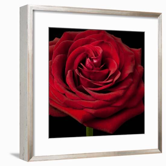 Red Rose 02-Tom Quartermaine-Framed Giclee Print