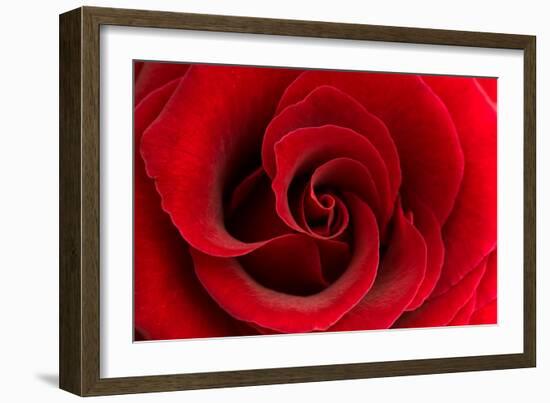 Red Rose 03-Tom Quartermaine-Framed Giclee Print