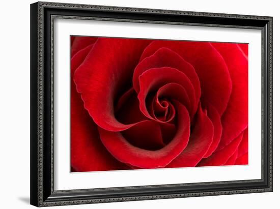 Red Rose 03-Tom Quartermaine-Framed Giclee Print