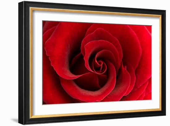 Red Rose 03-Tom Quartermaine-Framed Giclee Print