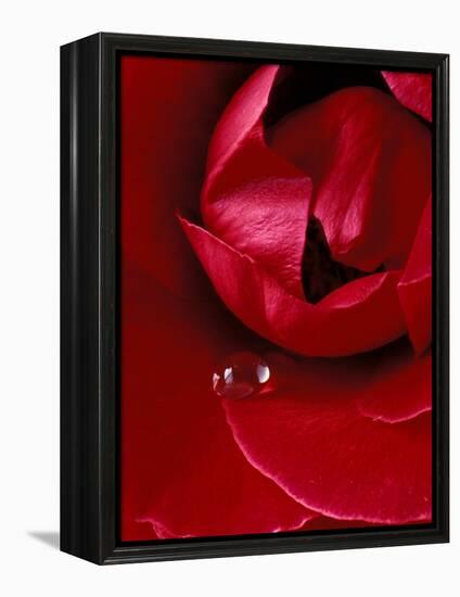 Red Rose, American Beauty, with Tear Drop, Rochester, Michigan, USA-Claudia Adams-Framed Premier Image Canvas