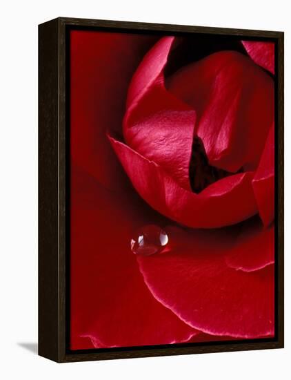 Red Rose, American Beauty, with Tear Drop, Rochester, Michigan, USA-Claudia Adams-Framed Premier Image Canvas