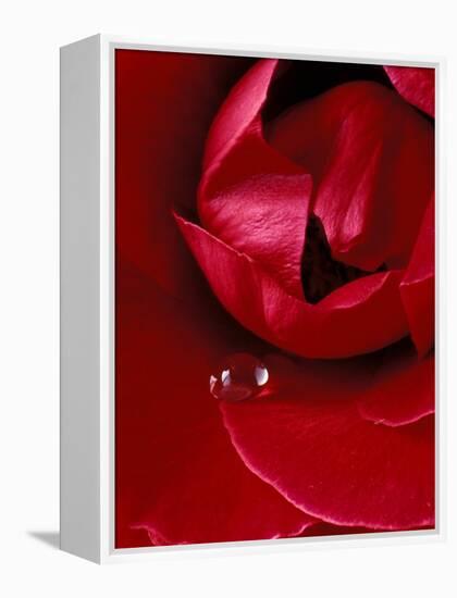 Red Rose, American Beauty, with Tear Drop, Rochester, Michigan, USA-Claudia Adams-Framed Premier Image Canvas