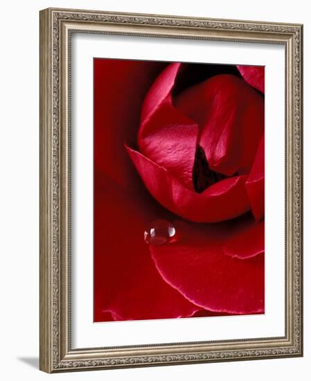 Red Rose, American Beauty, with Tear Drop, Rochester, Michigan, USA-Claudia Adams-Framed Photographic Print