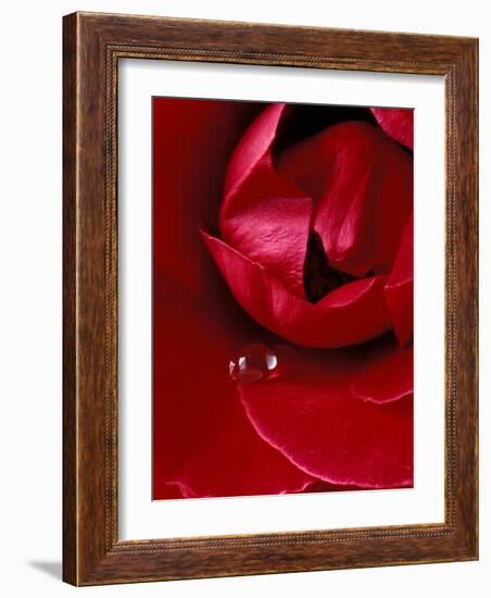 Red Rose, American Beauty, with Tear Drop, Rochester, Michigan, USA-Claudia Adams-Framed Photographic Print