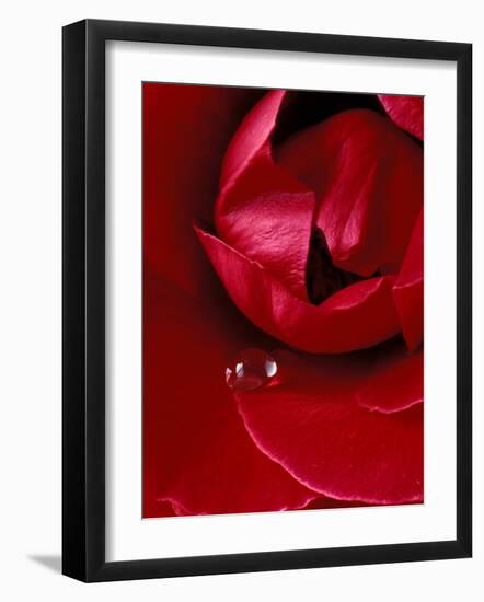 Red Rose, American Beauty, with Tear Drop, Rochester, Michigan, USA-Claudia Adams-Framed Photographic Print