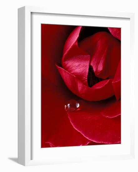 Red Rose, American Beauty, with Tear Drop, Rochester, Michigan, USA-Claudia Adams-Framed Photographic Print