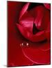 Red Rose, American Beauty, with Tear Drop, Rochester, Michigan, USA-Claudia Adams-Mounted Photographic Print