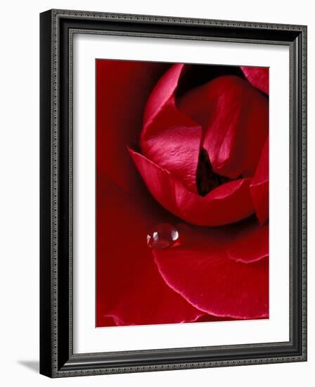 Red Rose, American Beauty, with Tear Drop, Rochester, Michigan, USA-Claudia Adams-Framed Photographic Print