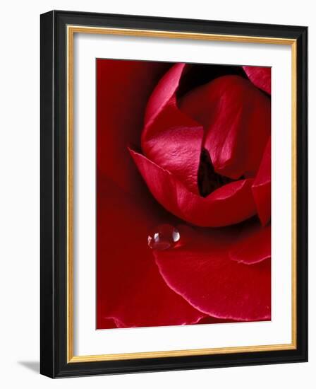 Red Rose, American Beauty, with Tear Drop, Rochester, Michigan, USA-Claudia Adams-Framed Photographic Print