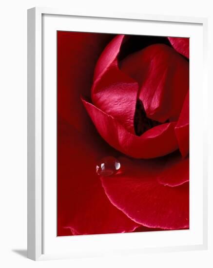 Red Rose, American Beauty, with Tear Drop, Rochester, Michigan, USA-Claudia Adams-Framed Photographic Print