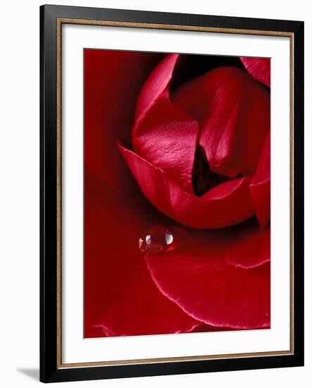 Red Rose, American Beauty, with Tear Drop, Rochester, Michigan, USA-Claudia Adams-Framed Photographic Print