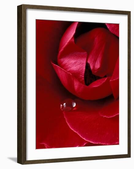 Red Rose, American Beauty, with Tear Drop, Rochester, Michigan, USA-Claudia Adams-Framed Photographic Print