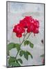 Red rose bush-Lisa S. Engelbrecht-Mounted Photographic Print