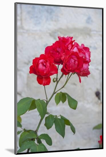 Red rose bush-Lisa S. Engelbrecht-Mounted Photographic Print