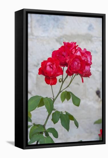 Red rose bush-Lisa S. Engelbrecht-Framed Premier Image Canvas