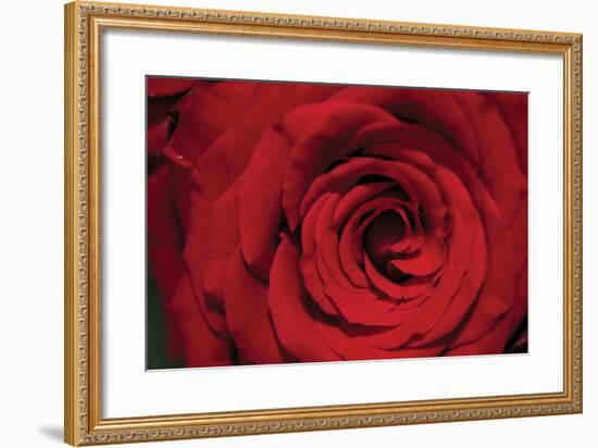 Red Rose Detail-Erin Berzel-Framed Photographic Print