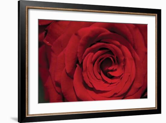 Red Rose Detail-Erin Berzel-Framed Photographic Print