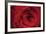 Red Rose Detail-Erin Berzel-Framed Photographic Print