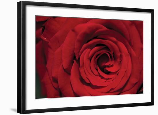 Red Rose Detail-Erin Berzel-Framed Photographic Print