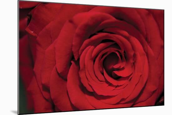 Red Rose Detail-Erin Berzel-Mounted Photographic Print