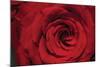 Red Rose Detail-Erin Berzel-Mounted Photographic Print