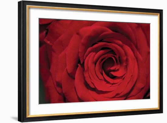 Red Rose Detail-Erin Berzel-Framed Photographic Print