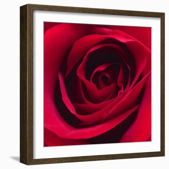 Red Rose I-Monika Burkhart-Framed Photographic Print