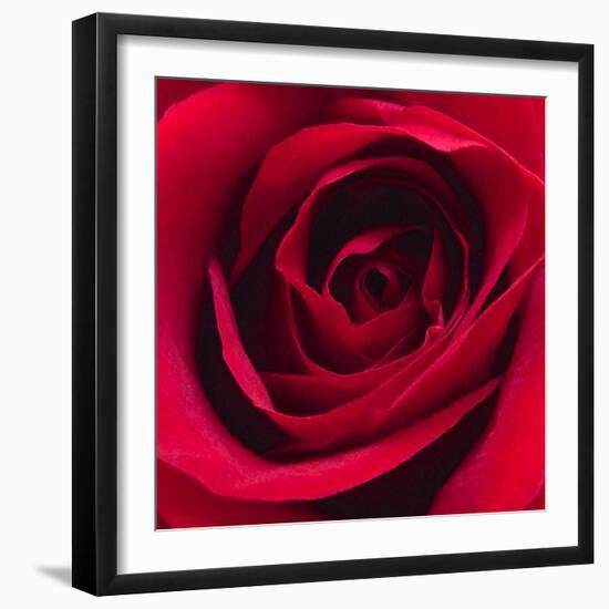 Red Rose I-Monika Burkhart-Framed Photographic Print