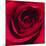 Red Rose I-Monika Burkhart-Mounted Photographic Print