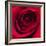 Red Rose I-Monika Burkhart-Framed Photographic Print