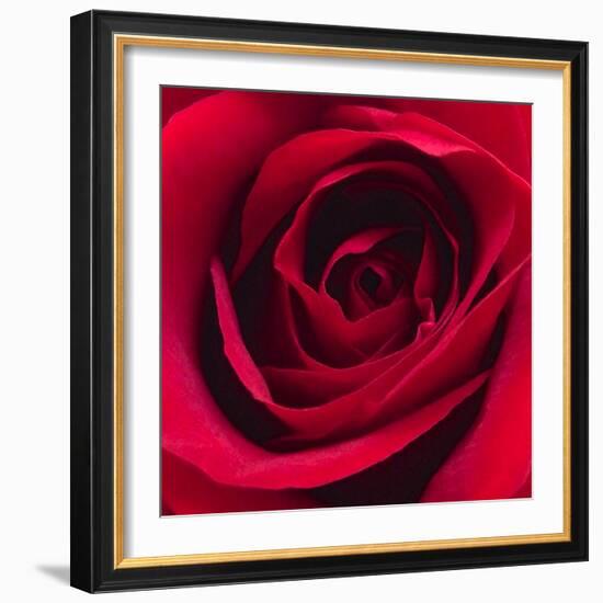 Red Rose I-Monika Burkhart-Framed Photographic Print