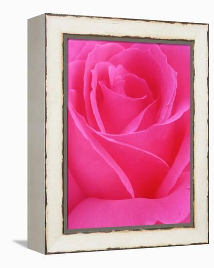 Red Rose Petals-John McAnulty-Framed Premier Image Canvas