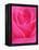 Red Rose Petals-John McAnulty-Framed Premier Image Canvas