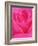 Red Rose Petals-John McAnulty-Framed Photographic Print