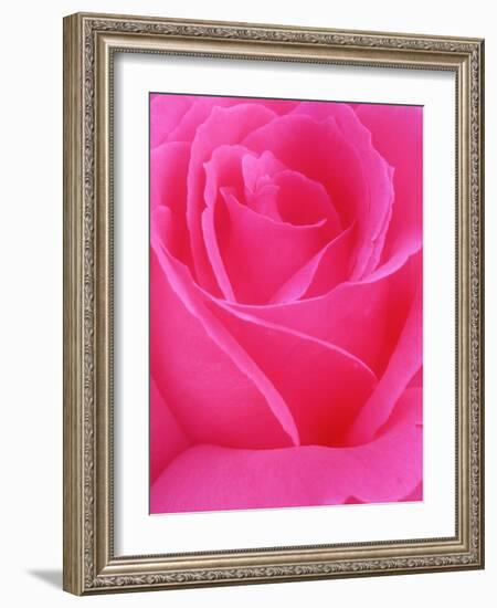 Red Rose Petals-John McAnulty-Framed Photographic Print