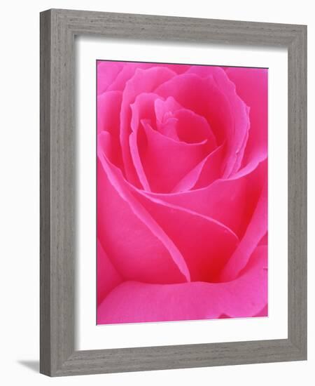 Red Rose Petals-John McAnulty-Framed Photographic Print