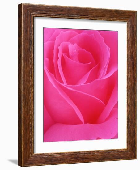 Red Rose Petals-John McAnulty-Framed Photographic Print