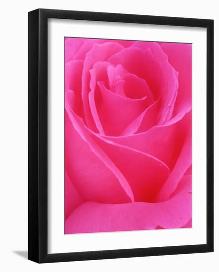 Red Rose Petals-John McAnulty-Framed Photographic Print