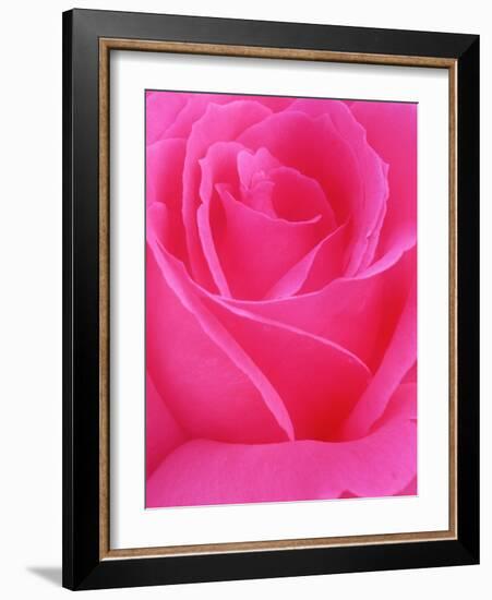 Red Rose Petals-John McAnulty-Framed Photographic Print