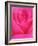 Red Rose Petals-John McAnulty-Framed Photographic Print