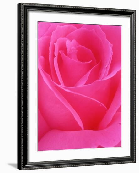 Red Rose Petals-John McAnulty-Framed Photographic Print